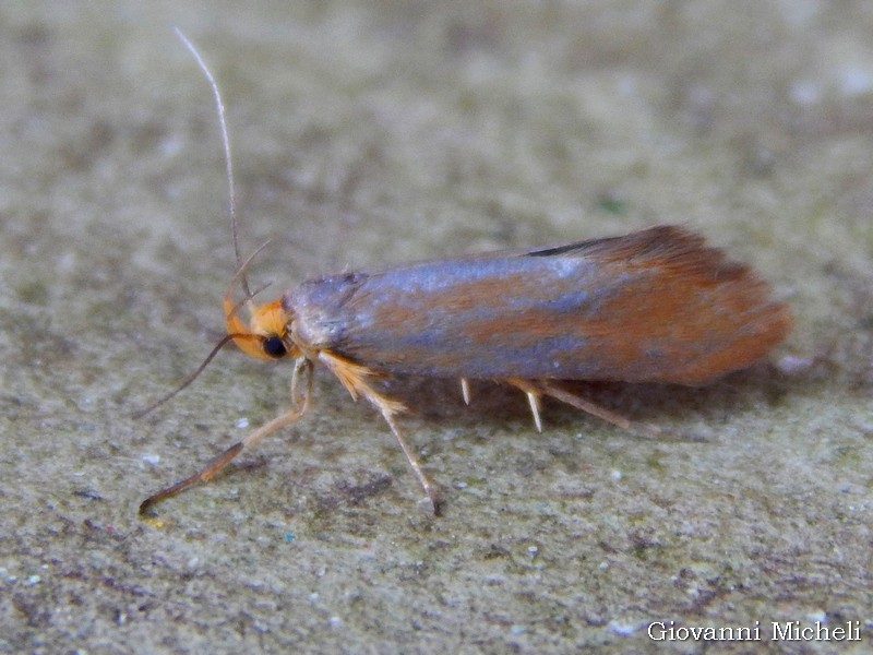 Micro da determinare: Crassa unitella - Oecophoridae